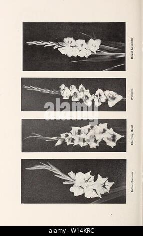 Archive image from page 19 of Descriptive list  gladiolus and. Descriptive list : gladiolus and delphiniums . descriptivelistg1931cham Year: 1931 Stock Photo