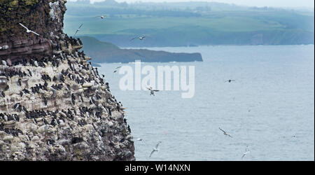 Guillemots (Common Murre) Uria aalge breeding colony Fowlheugh RSPB Reserve Aberdeenshire Stock Photo