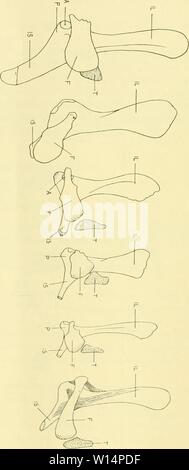 Die Morphologie Der Ha Ftbeinrudimente Der Cetaceen Cetacea Cetacea Pelvic Bones 0 Abel R158 T1 I Aºi X Amp Rc A Td Erq P J K Ro A I