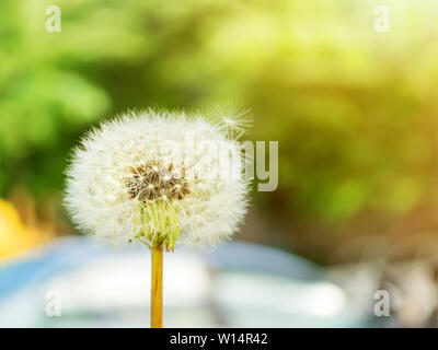 White blowball or dandelion seed head on a blurred urban background on a sunny summer day. Nature and botany, yellow flowers of meadows and lawns. Stock Photo