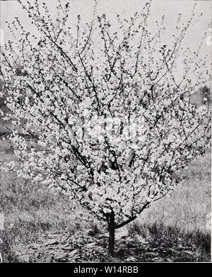 Archive image from page 25 of Descriptive price list (1935). Descriptive price list . descriptiveprice00cmho 1 Year: 1935  Japanese Flowering Cherry. Prunus - The Plums PRUNUS Newport. A new purple-leaved Plum of greater refinement and slower growth, the leaves smoother and more richly colored, strongly reddened in spring, deep bronze- purple in late summer. Flowers rosy white, ornamental fruits magenta-red. Each 3 to 4 ft $0.75 4 to 5 ft 1.00 5 to 6 ft 1.50 P. Pissardi (Purple-Leaved Plum). A hand- some, symmetrical small tree of formal ap- pearance, holding the deep, striking purple color of Stock Photo