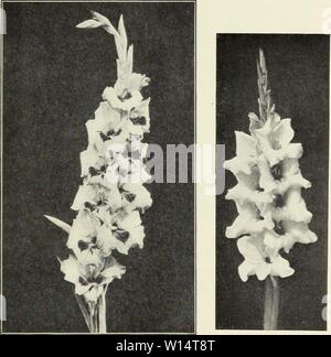 Archive image from page 26 of Descriptive list  gladiolus and. Descriptive list : gladiolus and delphiniums . descriptivelistg1928cham Year: 1928  My Friends Buy Their Bulbs of Me. Others Should ROMANCE. (K) Salmon rose bordered blue. Odd but very pretty. Several open. Good grower. You surely want this one. In great demand. ROSE ASH. (D) A pastel shade, ashes of roses. Odd but pretty. Very tall, strong grower. Popular. RUFFLED GOLD. (Goodrich) Ruffled yellow with rose pink feather in throat. Six or more perfectly placed blooms open Slender but stiff stem. Wonderful propa- gator. A beautiful fl Stock Photo