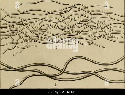 Archive image from page 26 of Dictionnaire des sciences naturelles [electronic. Stock Photo
