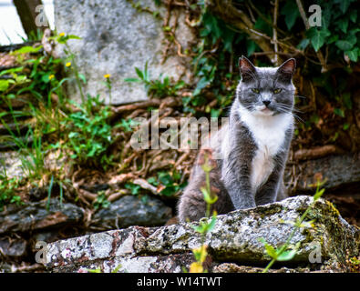 Cat posing on a stone looking defiant at the camera. Stock Photo