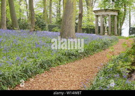 Hyacinthoides. Bluebells surround a classical temple in woodland at Renishaw Hall and Gardens, Derbyshire, England, UK. Stock Photo