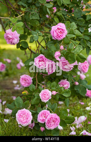 The famous Rosa Centifolia Foliacea (The Provence Rose or Cabbage Rose ) is a hybrid rose developed by Dutch rose bredersin the period between the 17t Stock Photo