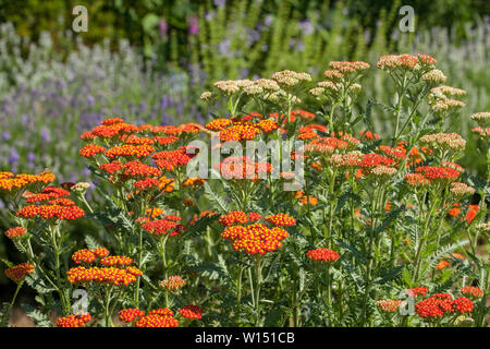 Achillea millefolium, commonly known as yarrow is a flowering plant in the family Asteraceae.