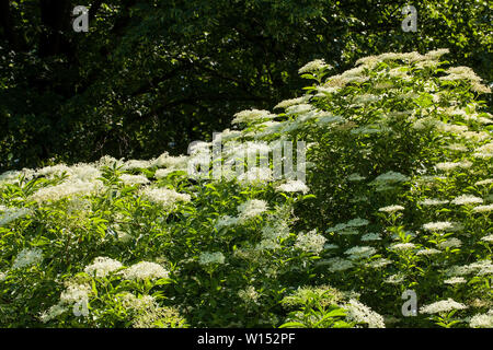 Sambucus is a genus of flowering plants in the family Adoxaceae. The various species are commonly called elder or elderberry Stock Photo