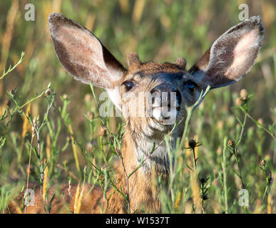 Elkton, OREGON, USA. 30th June, 2019. A black-tailed button buck deer looks up while foraging in a field of tall weeds along a roadway near Elkton in rural western Oregon. A button buck is a young male deer. He's called a button buck because though his antlers haven't yet grown, two bumps or ''buttons'' have emerged on top of his head. Credit: Robin Loznak/ZUMA Wire/Alamy Live News Stock Photo