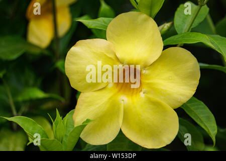 Beautiful Single Yellow Flower HD Image Close up Stock Photo