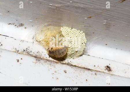 Female Vapourer moth (Orgyia antiqua) laying eggs, East Sussex,Uk. Stock Photo