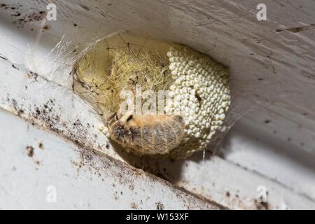 Female Vapourer moth (Orgyia antiqua) laying eggs, East Sussex,Uk. Stock Photo
