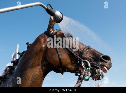 Hamburg, Germany. 30th June, 2019. A horse is showered off at the Horner racecourse during Derby Week 2019 after a race. Credit: Daniel Bockwoldt/dpa/Alamy Live News Stock Photo