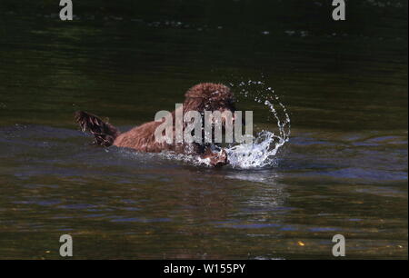 Cockapoo playing in river Stock Photo