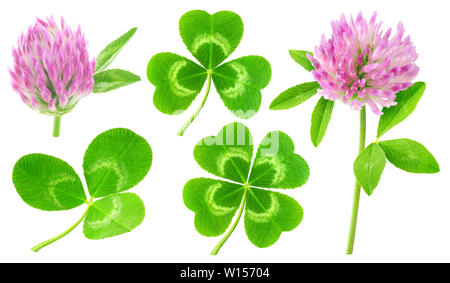 Isolated clovers. Collection of clover leaves and flowers isolated on white background with clipping path Stock Photo