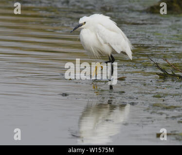A Little Egret (Egretta garzetta) fluffs up its feathers in a shallow lagoon. Its distinctive yellow feet are visible. Rye Harbour Nature Reserve, Rye Stock Photo