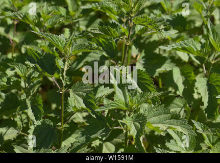 Urtica is a genus of flowering plants in the family Urticaceae. Many species have stinging hairs and may be called nettles or stinging nettles Stock Photo