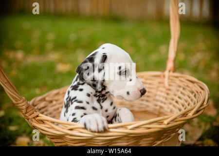 Adorable dalmatian dog outdoors in summer, autumn.Dalmatian, cute small puppy in basket.Cute small domestic dog good friend for a family and kids Stock Photo