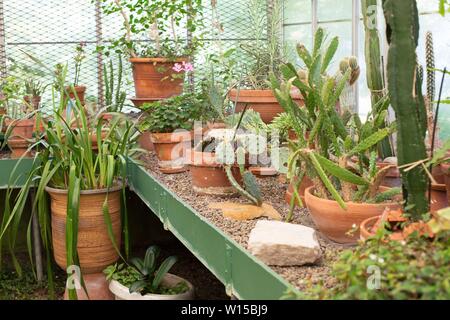 Cacti in the greenhouse at Deepwood Museum and Gardens in Salem, Oregon, USA. Stock Photo
