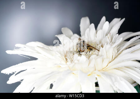 Various insects from Germany in high resolution and scanned with macro Stock Photo