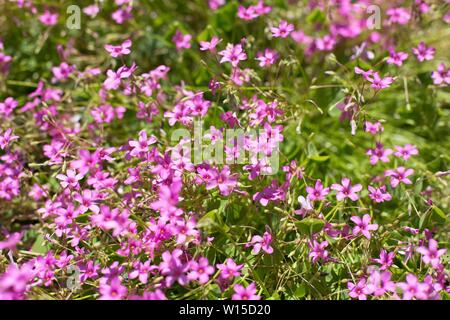 Oxalis articulata 'Rubra' pink sorrel. Stock Photo