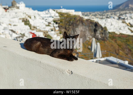 Black cat sleeping on the background of the sea landscape of Greece Stock Photo