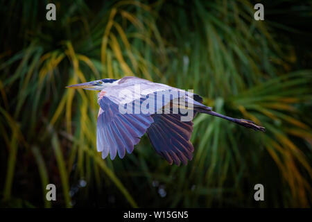 A Great Blue Heron takes flight in the Florida Everglades. Great Blue Herons are predatory wading birds that eat bugs, fish, and other small animals. Stock Photo