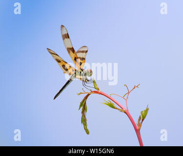 A Halloween Pennant Dragonfly perches on a stalk in the Everglades. These butterflies are easily recognizable by their striped wings and color. Stock Photo