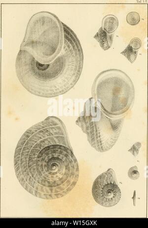 Archive image from page 150 of Die Land und Susswasser Mollusken. Stock Photo