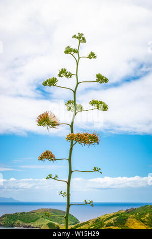 Flower of century plant, agave americana, American Aloe. Blooming plant along the coastline of Guadeloupe, Caribbean. Stock Photo