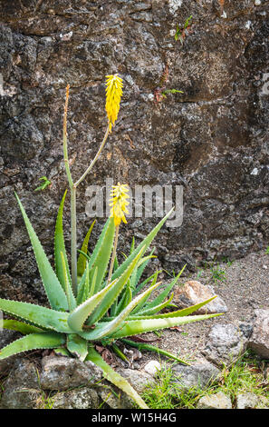 Blooming aloe vera plant with yellow flowers against rough wall at fortress, Terre-de-Haut, Guadeloupe, Caribbean. Stock Photo