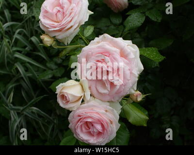 pink-white roses dew on rose petals Stock Photo