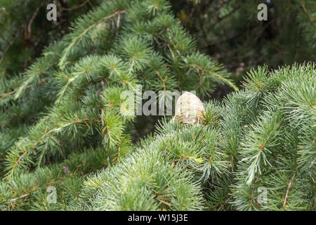 Young pine cones with resin on a branch of a coniferous tree in the forest. The concept of birth holidays and wildlife conservation Stock Photo