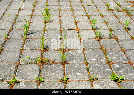 Weeds growing between brick paving stones in untreated cobbled area Stock Photo