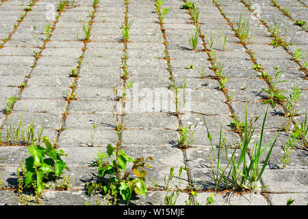 Weeds growing between brick paving stones in untreated cobbled area Stock Photo