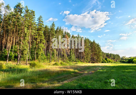 Pine forest and meadow Stock Photo