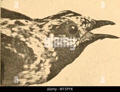 Archive image from page 176 of De vogels van Guyana (Suriname,. Stock Photo