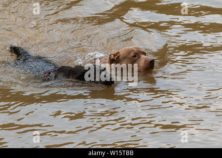 Two dogs dog paddle in river after chasing a ball thrown by their owner. Stock Photo