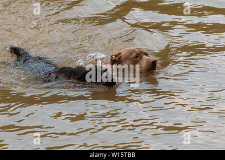 Two dogs dog paddle in river after chasing a ball thrown by their owner. Stock Photo