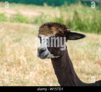 Cute close portrait of a llama. Lama glama. Dark brown with white face. Stock Photo