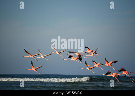 The magic of photographing a beautiful flock of wild Flamingos from a boat on the remote island of Mayaguana in the Bahamas. More Like This. Stock Photo