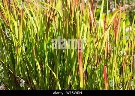 Imperata cylindrica 'Rubra' - Japanese Blood Grass. Stock Photo