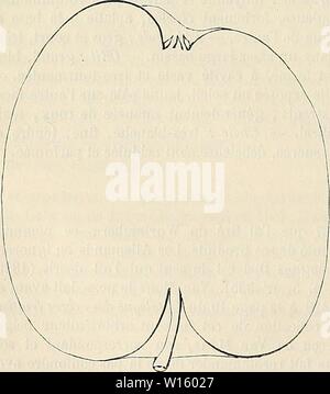 Archive image from page 195 of Dictionnaire de pomologie  contenant. Dictionnaire de pomologie : contenant l'histoire, la description, la figure des fruits anciens et des fruits modernes les plus généralement connus et cultivés . dictionnairedepo003lero Year: 1867  188 CAL [CALLEVILLE NOR—ROS] Pomme CALLEVILLE NORMANDE. — Synonyme de pomme de Malingre. Voir ce nom. Pomme CALLEVILLE PLATE ROUGE D'ÉTÉ. — Synonyme de Calleville rouge d'Été. Voir ce nom. Pomme CALLEVILLE PRÉCOCE. — Synonyme de Passe-Pomme d'Été. Voir ce nom. Pommes : CALLEVILLE RAYÉ, - CALLEVILLE RAYÉ D'HIVER, Synonymes de Callevi Stock Photo