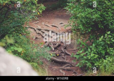 Large tree roots stick out from the Earth. Stock Photo