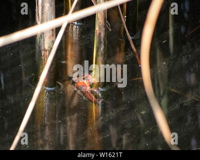 Procambarus Clarkii crayfish, clinging to reeds in Italian waterway. Once pets, released into the wild these animals have become invasive pests. Stock Photo