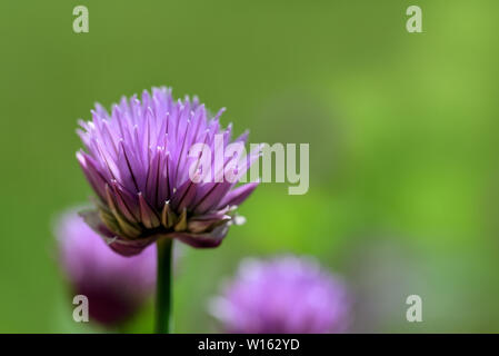 Meadow with chives and purple flowers Stock Photo