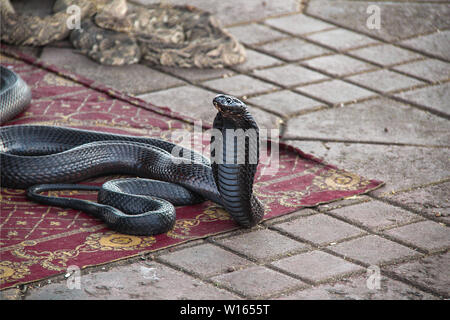 On the floor of the big central place in Marrakech are many snake charmers, like this one. Stock Photo