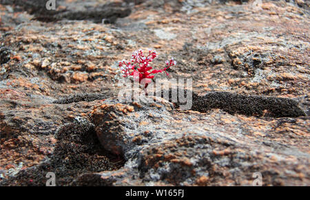 Red plant growing between massive rocks. Stock Photo