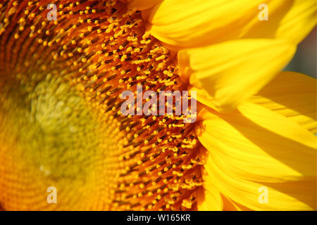 Yellow sunflower macro shot close-up in the sun. Stock Photo