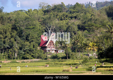 Rice field with traditional workers and a 'Tongkonan', the typical sulawesian house in the background. Sulawesi, Indonesia, south-east Asia. Stock Photo